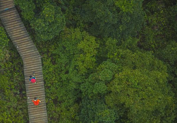 People walking on a bridge through a forest
