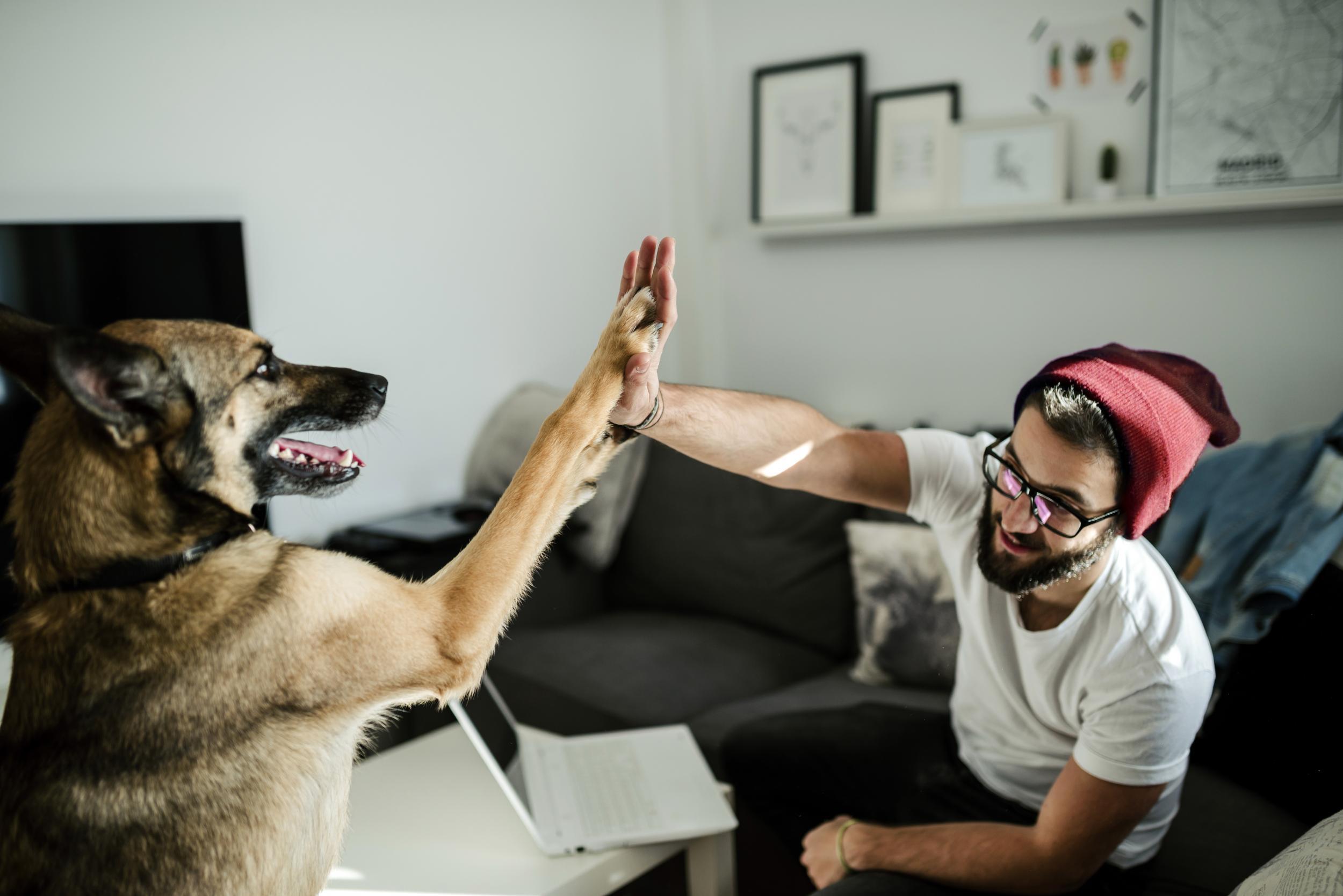 709138805 Young man and dog high five, Ferrol, Galicia, Spain.