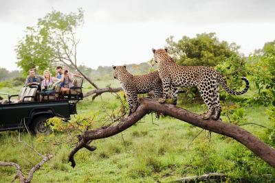 Two leopards on tree watching tourists in jeep, back view.104329693.outdoors, 30-35 years, 30s adult, 45-49 years, 45-50 years, adult, adventure, africa, caucasian, caucasian appearance, day, excitement, full length, group of people, jeep, kruger natio...